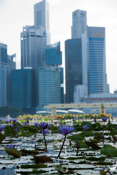Vista panorámica de flores como el lirio de agua y el distrito financiero, ciudad de Singapur — Foto de Stock
