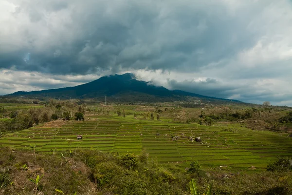 Pirinç alan Vulcano ile yeşil teraslı — Stok fotoğraf