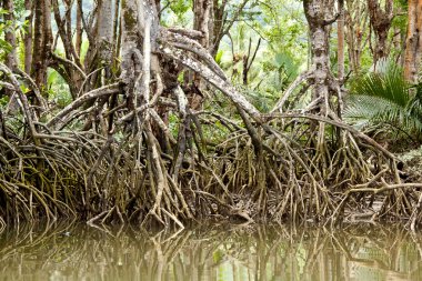 Mangrov ve Borneo yağmur ormanları