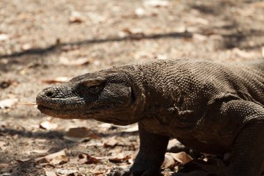 Komodo Ejderi, Varanus komodoensis, kat, Endonezya tek kertenkele