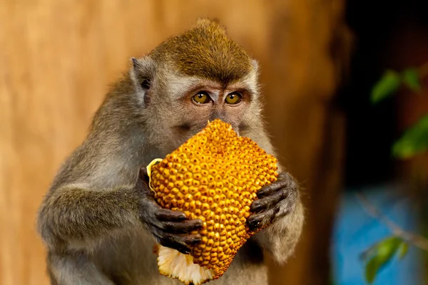 Wildlife aap eet nangka — Stockfoto