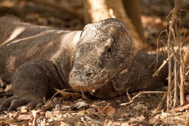 Komodo dragon Milli Parkı, en büyük kertenkele. Endonezya.