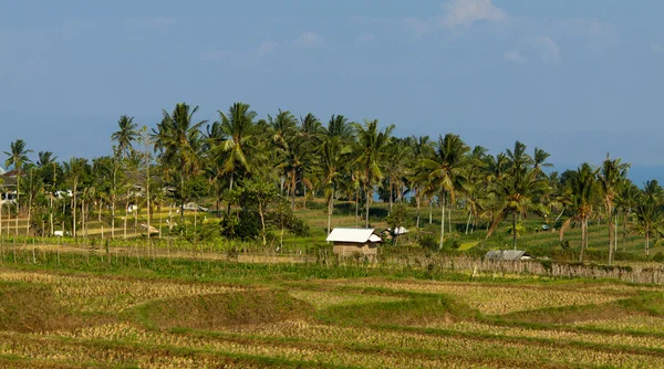 Lombok, Endonezya agrar kültürünün şaşırtıcı görünümü — Stok fotoğraf