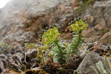 Bir kayaya dağ tesisleri