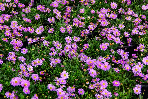 Bahçede mor papatyalar, yakın plan, seçici odak