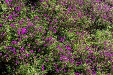 Meksika keneviri 'nin küçük mor çiçekleri (Cuphea hyssopifolia). Küçük çiçekler açıyor.