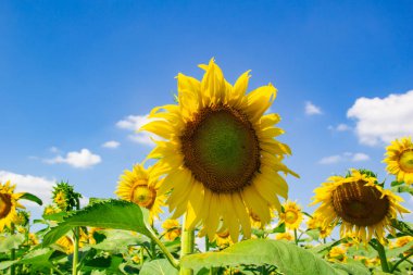 Tarlada ayçiçeği. Tarlada açan ayçiçeği