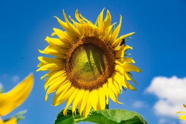 Tarlada ayçiçeği. Tarlada açan ayçiçeği