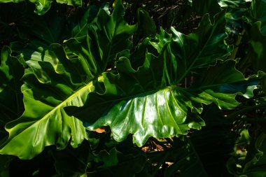 Yeşil yaprak arkaplanı (Philodendron, Philodendreae) güzel ve yararlı dekoratif bitkiler