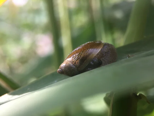 Caracol Sentado Uma Folha Contra Fundo Verde — Fotografia de Stock