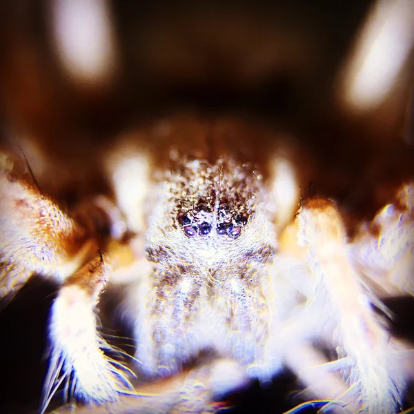 Olho de aranha de perto — Fotografia de Stock