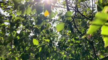 Rüzgarda sallanan bir ağacın yeşil yaprakları