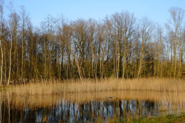 Ormanın ortasındaki küçük bir göletin manzarası.