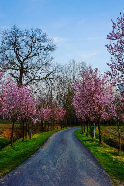 Cherry Blossom And Sakura Road — Stock Photo, Image