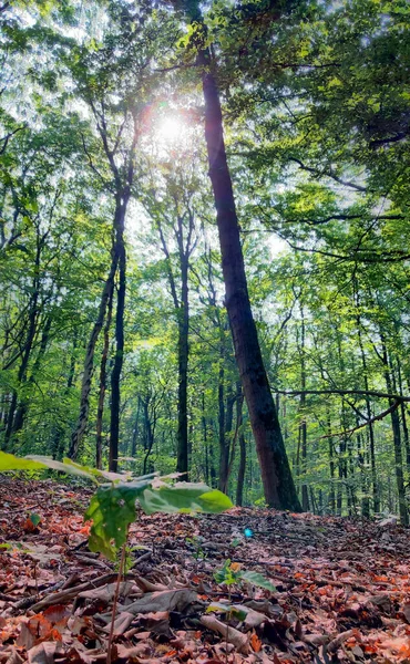 Árboles altos con hojas verdes a lo largo del sendero forestal — Foto de Stock
