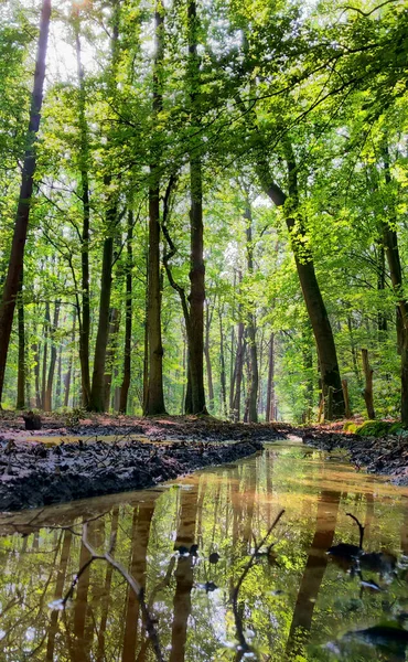 Árboles altos con hojas verdes a lo largo del sendero forestal — Foto de Stock