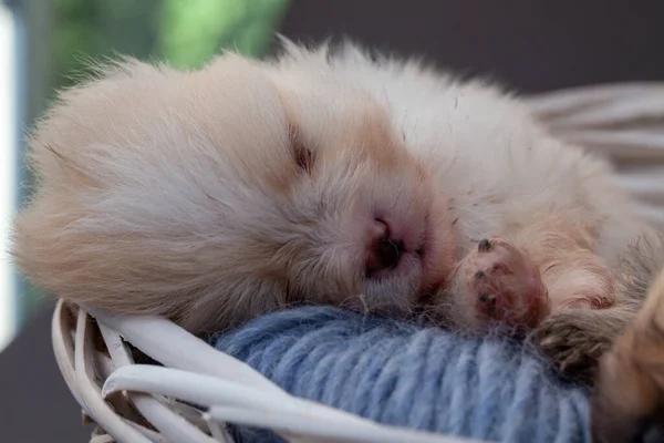 Pomeranian spitz cachorro. — Foto de Stock