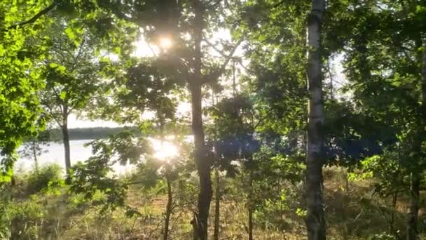 Hermosa mañana de verano en el bosque con los rayos del sol rompiendo el follaje de los magníficos árboles verdes creando un efecto mágico de bosque de verano. — Vídeo de stock