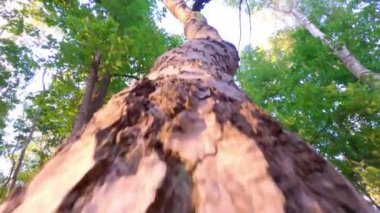 Yükselen bir ağaç