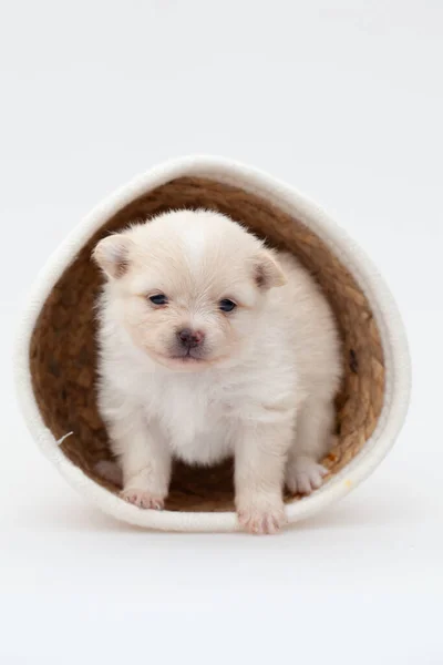 Pommerse spitz puppy. — Stockfoto