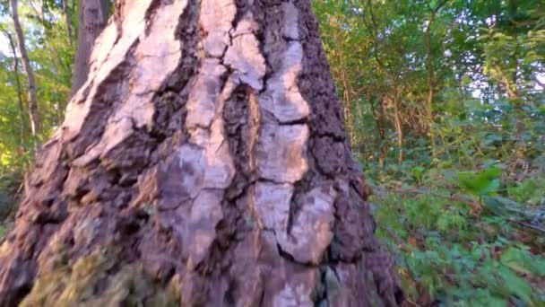 Menaiki pohon — Stok Video