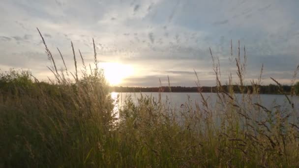 Primo piano di paglie d'erba sottili che ondeggiano nel vento su tramonto d'oro su un lago — Video Stock