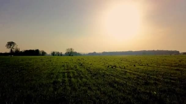 Letecký filmový klip, Dron letící nad farmářským polem během západu slunce — Stock video