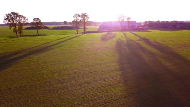 Letecký filmový klip, Dron letící nad farmářským polem během západu slunce — Stock video