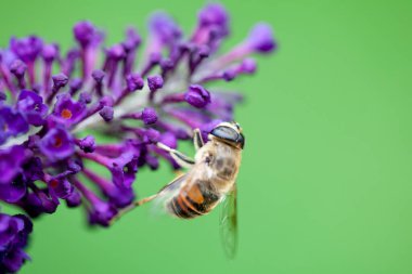 Bal arısı, arka planda mor bir buddleja çiçeğinden polen topluyor.