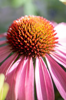 Mor koni çiçeğine yakın, Echinacea purpurea, bir bahçede çiçek açıyor.