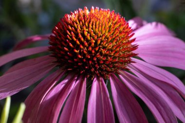 Mor koni çiçeğine yakın, Echinacea purpurea, bir bahçede çiçek açıyor.