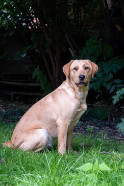 Sarı labrador Retriever 'ın yakın görüntüsü, bir parkta ya da bahçede yeşil çimlerde oturuyor, yukarı bakıyor, köpek tasması, güneş tarafından aydınlatılıyor, bulanık arka plan, dikey görüntü