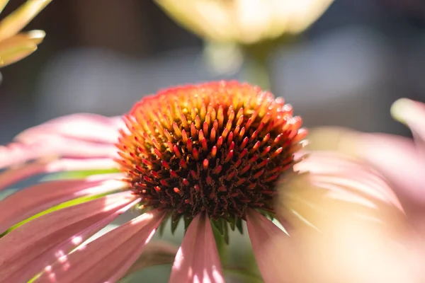 Szczelnie purpurowy coneflower, Echinacea purpurea, kwitnący w ogrodzie — Zdjęcie stockowe