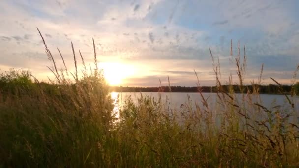 Zbliżenie cienkich słomek trawy falujących na wietrze na złocistym zachodzie słońca nad jeziorem — Wideo stockowe