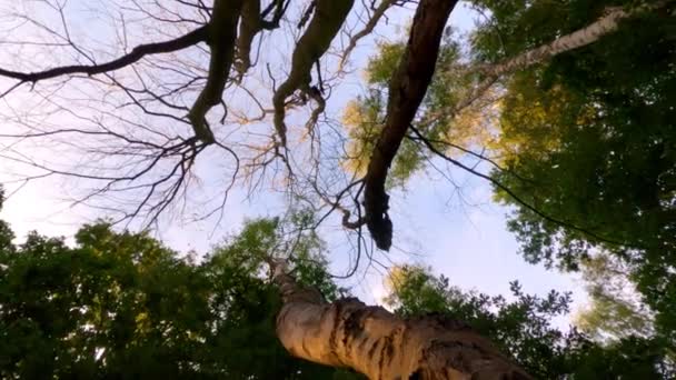 Detalle de la copa del árbol de los bosques de Nothofagus. La cámara filma hacia arriba quedándose quieta. Parque Nacional Lanin. Alrededores del lago Paimun. Neuquén, Patagonia, Argentina — Vídeos de Stock
