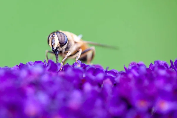 Méz méh gyűjtése pollen egy lila buddleja virág elmosódott háttér — Stock Fotó
