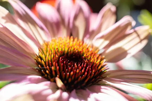 Szczelnie purpurowy coneflower, Echinacea purpurea, kwitnący w ogrodzie — Zdjęcie stockowe