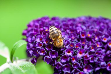 Bal arısı, arka planda mor bir buddleja çiçeğinden polen topluyor.