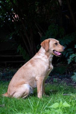 Sarı labrador Retriever 'ın yakın görüntüsü, bir parkta ya da bahçede yeşil çimlerde oturuyor, yukarı bakıyor, köpek tasması, güneş tarafından aydınlatılıyor, bulanık arka plan, dikey görüntü