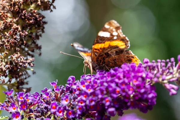 Almirante vermelho, Vanessa atalanta, borboletas na flor de Buddleja ou arbusto de borboleta — Fotografia de Stock