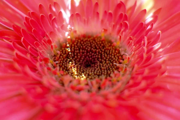 粉红的芙蓉花的特写 — 图库照片