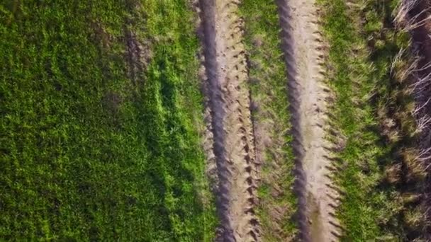 Niekończące się rzędy upraw na ziemi uprawnej, strzał z drona lotniczego — Wideo stockowe