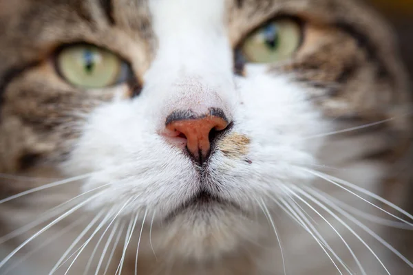 Närbild porträtt av en tabby och vit katt med gröna ögon — Stockfoto