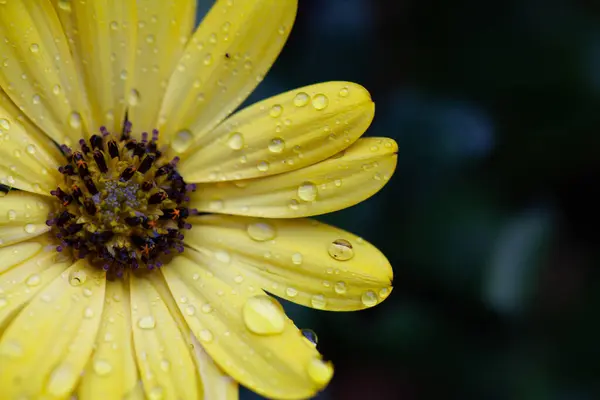 Przezroczyste krople deszczu na płatkach żółtego stokrotki kwiat zbliżenie w słońcu — Zdjęcie stockowe