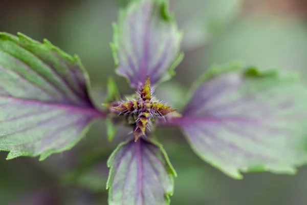 Herba kemangi merah segar meninggalkan terisolasi pada latar belakang alami. Purple Dark Opal Basil — Stok Foto