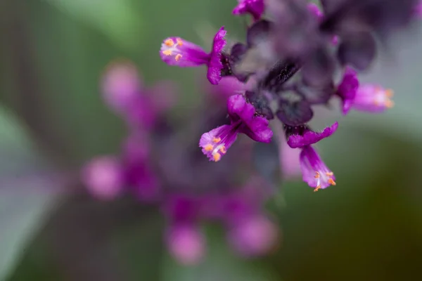 Flores de erva de manjericão vermelho fresco no fundo natural. Manjericão opala escuro roxo — Fotografia de Stock