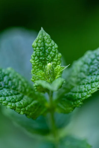 Mint segar di taman. Hijau mint menutup. Bau mint untuk teh. — Stok Foto