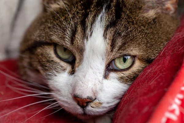 Close up retrato de um gato branco e tabby com olhos verdes em uma almofada vermelha — Fotografia de Stock