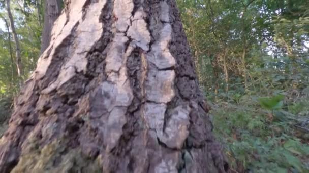 Ascending a tree — Stock Video