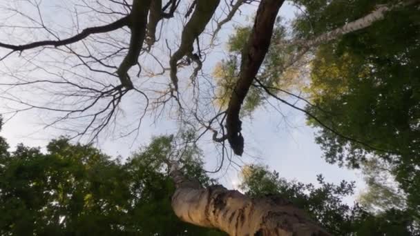 Detail of tree top of Nothofagus woods. Camera films upwards staying still. Lanin National Park. Surroundings of Paimun Lake. Neuquen, Patagonia, Argentina — Stock Video